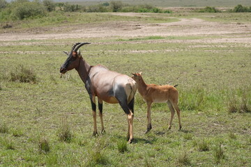 Naklejka premium Kenya - Masai Mara -Topi