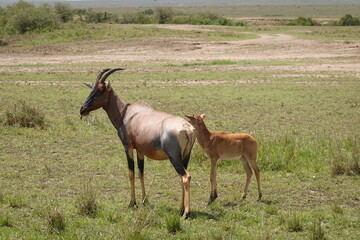 Kenya - Masai Mara - Topi, Impala