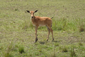 Naklejka na ściany i meble Kenya - Masai Mara - impala