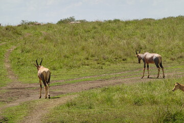 Kenya - Masai Mara 