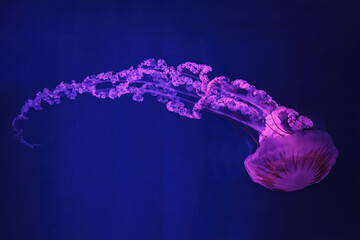 macro shooting under water chrysaora plocamia jellyfish
