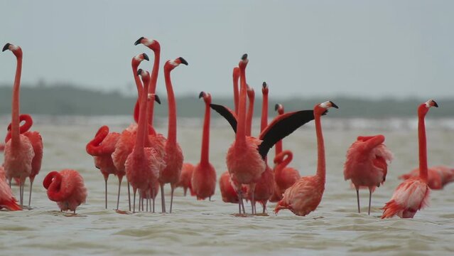 pink flamingo mexico wildlife birds