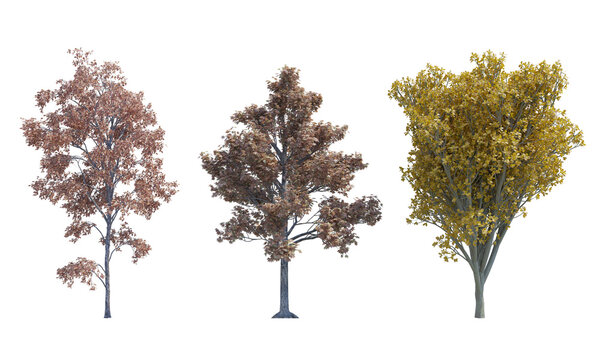 White Oak Maple Tree Persian Ironwood set tree alpha channel