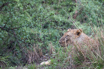 African young lion sitting in the grass after meal in Selous Park