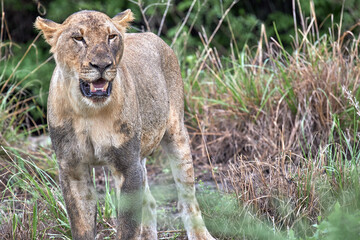 African young lion portait in Selous Park