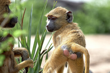 Buttocks close up of young ape baboon in Selous Park
