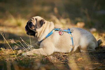 portrait of a cute pug. Cute, rather lazy pug on the lawn in the park. A cute young pug is lying on...