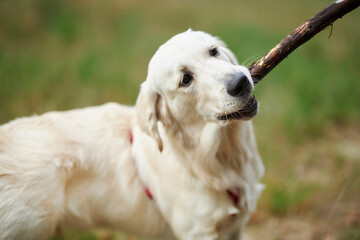 Golden Retriever playing with a stick in the park, close-up shot. A golden retriever gnaws on a stick held by the owner of the dog. The dog has fun and plays with a stick on the street.