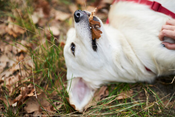 golden retriever puppy lies on the ground in the park, blurred background. A puppy of a golden retriever lies on a lawn in a park in autumn. a white golden retriever in the park.