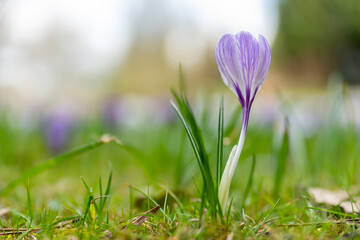 Spring flower with blurry background high quality