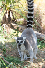 Portrait of a ring tailed lemur (lemur catta) © tom