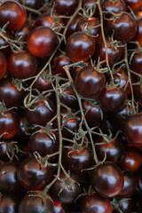 Clusters of fresh chocolate cherry tomatoes, vegetable background.