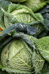 Green leafy vegetable for healthy eating, background of raw savoy cabbage.