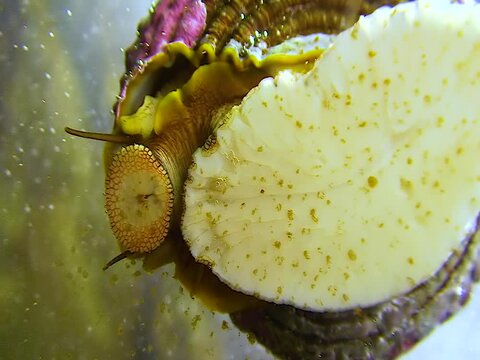 A gastropod mollusc eats an oral radula fouling on glass in a marine aquarium in the Oceanarium