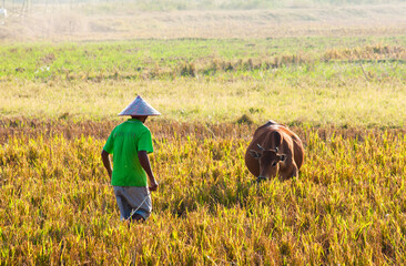 farmer in rice field