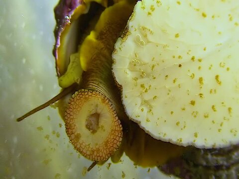 A gastropod mollusc eats an oral radula fouling on glass in a marine aquarium in the Oceanarium