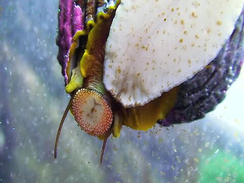 A gastropod mollusc eats an oral radula fouling on glass in a marine aquarium in the Oceanarium