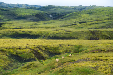 Fototapeta na wymiar Beautiful landscape with sheep on land covered in green grass in Iceland on a cloudy day