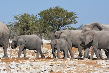 Fototapeta premium Elefantenherde am Wasserloch Kalkheuwel im Etoscha Nationalpark in Namibia. 