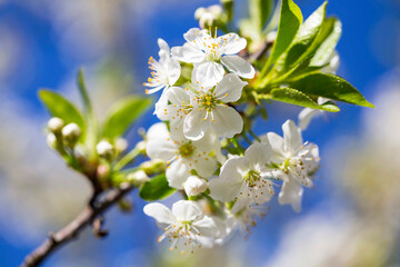 White spring blooming blossoms , white apple flowers blooming in the spring sunlight