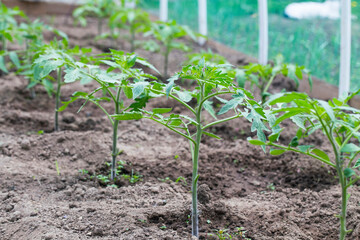 Homegrown organic tomatoes seedlings in the greenhouse - 568562724
