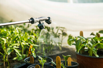 Pump watering the seedlings in the green house, organic farming