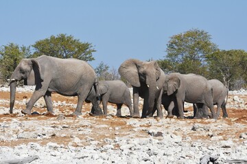 Fototapeta premium Elefantenherde am Wasserloch Kalkheuwel im Etoscha Nationalpark in Namibia. 