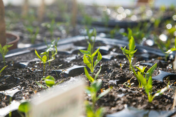 Green house peppers seedling. young pepper plants growing in the green house