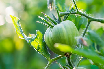Fresh organic young tomato vegetable in the green house