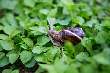 Little snail - 568562926