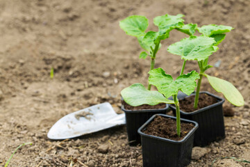 Pumpkin seedlings plants in pots outdoor in the green house - 568562953