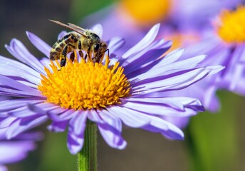 bee honeybee Apis Mellifera honey insect flower