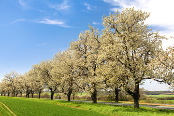 Fototapeta na wymiar green field road alley flowering cherry trees