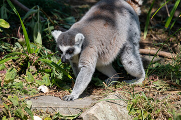 Portrait of a ring tailed lemur (lemur catta)