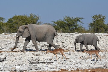 Elefantenherde am Wasserloch Kalkheuwel im Etoscha Nationalpark in Namibia. 