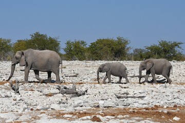 Fototapeta premium Elefantenherde am Wasserloch Kalkheuwel im Etoscha Nationalpark in Namibia. 