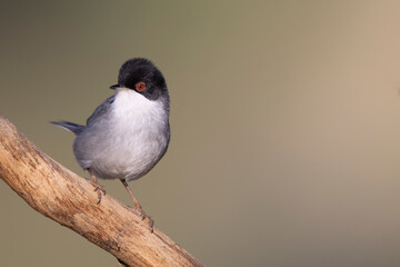 Sardinian warbler male (Sylvia melanocephala).