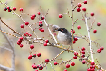 Sardinian warbler male (Sylvia melanocephala).
