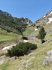 Alpine meadow in the mountains - springtime