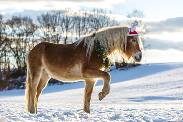 Fototapeta na wymiar Portrait of a beautiful haflinger horse wearing a christmas wreath and a antlers hat in front of a snowy winter landscape outdoors