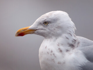 Closeup of Herring gull's head from side with a yellow bill at Limerick in Ireland, Europe, with a selective focus and  gray neutral background 