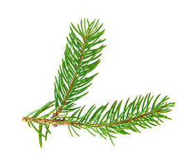 Green branch of a Christmas tree isolated on a white background.