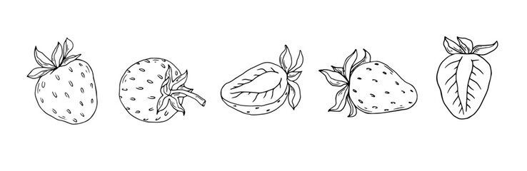 Set of line sketches of summer strawberries.Vector graphics.