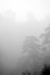  Trees/Fog on Dochula Pass;  Bhutan
