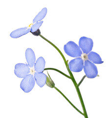 Fototapeta na wymiar blue three blooms small group forget-me-not flower