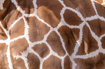 giraffe skin brown texture