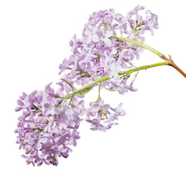 light violet lilac blooms on stem