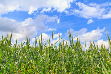 Fototapeta premium Spring shoots of wheat in a field with beautiful sky. Background