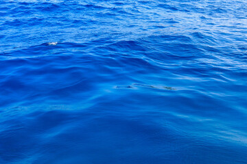 Very nice sea water background or backdrop with selective focus. Small waves of natural water surface texture.