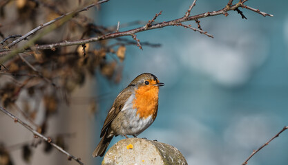 A close up of a single  robin sat on a fence post